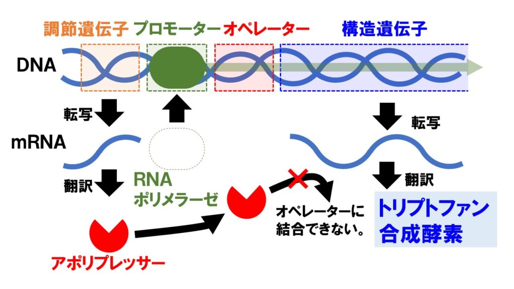遺伝子発現の調節「トリプトファンオペロン」抑制型オペロン | TEKIBO