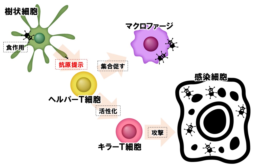 細胞性免疫