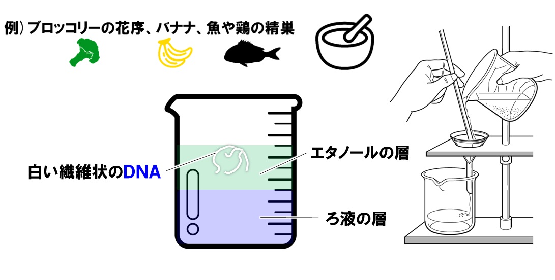 生物基礎 Dnaの抽出実験 実験の操作方法を詳しく解説 Tekibo