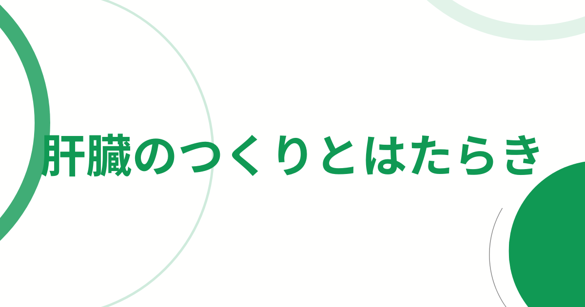 肝臓のつくりとはたらき