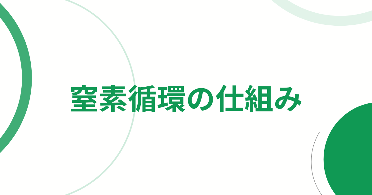 窒素循環の仕組み