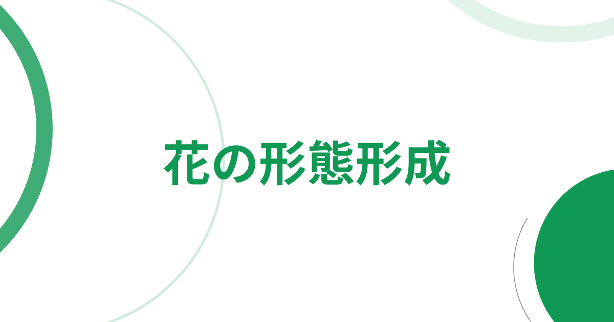 花の形態形成