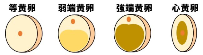 卵の種類